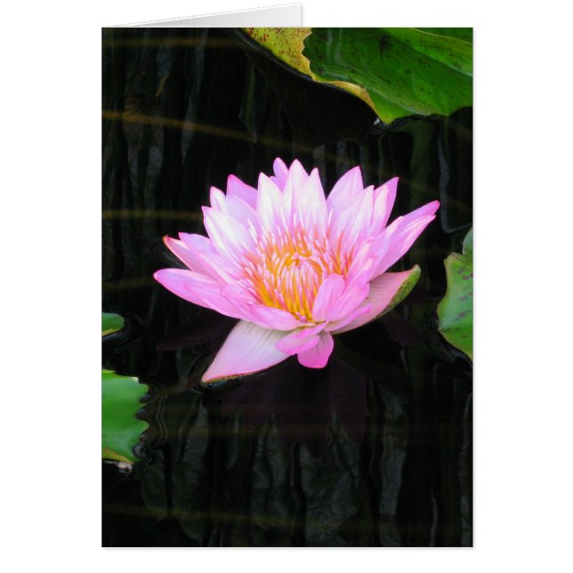 Carte Nénuphar Lotus Rose (Devant)