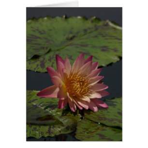 Carte Nénuphar Lotus Rose