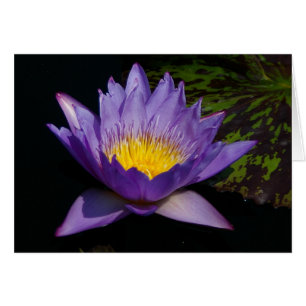 Carte Nénuphar Lotus violet