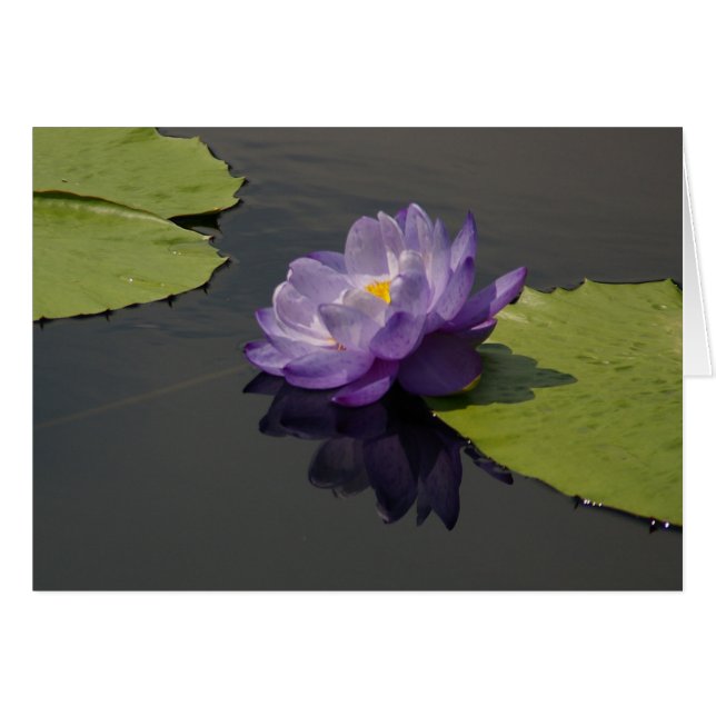 Carte Nénuphar Lotus violet (Devant horizontal)