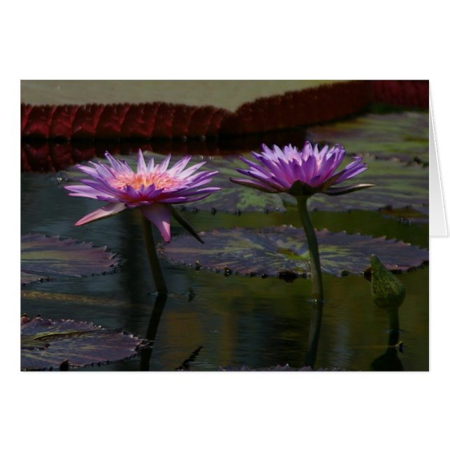 Carte Nénuphar Purple Lotus (Devant horizontal)