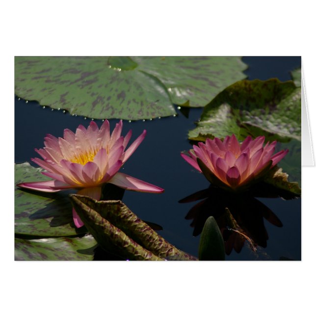 Carte Nénuphar Purple Lotus (Devant horizontal)