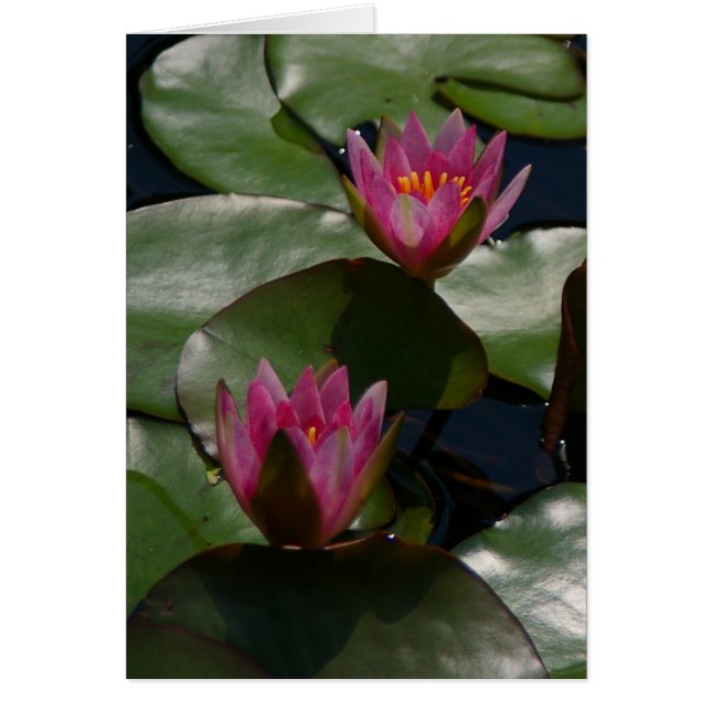 Carte Nénuphar Purple Lotus (Devant)