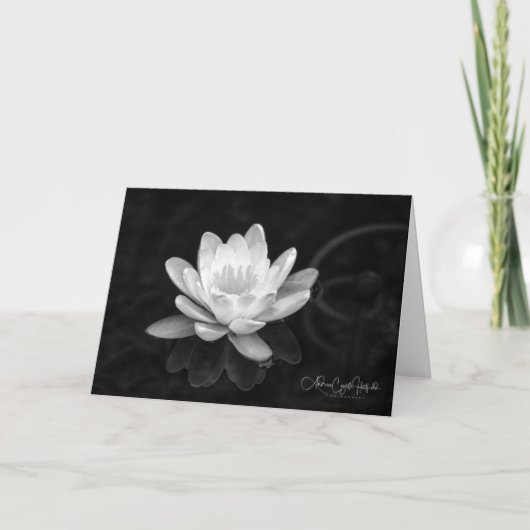 Carte Nénuphars en noir et blanc (Devant)