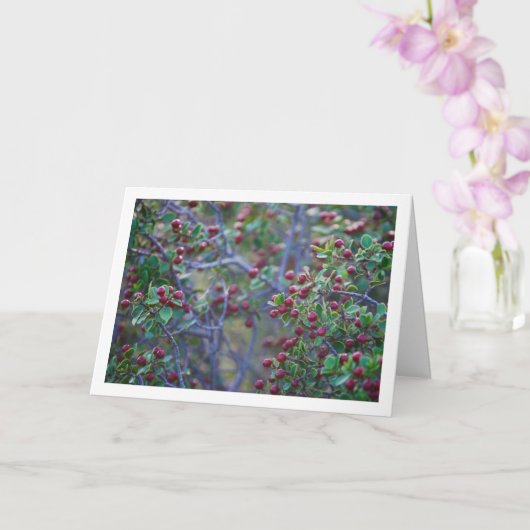 Carte Nerprun Méditerranéen, Rhamnus Alaternus Plante (Orchidée)