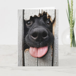 Carte Nez de chien d'anniversaire humoristique