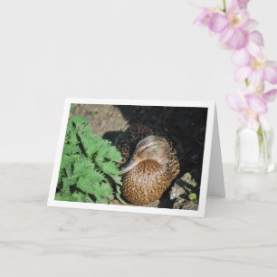Carte Nidification de canard colvert femelle