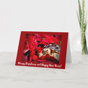 Carte Noël Bébé Sulcata Tortue et poinsettias rouges