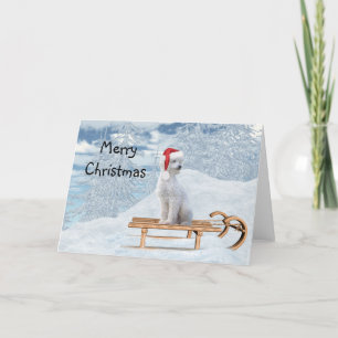 Carte Noël Caniche Blanc