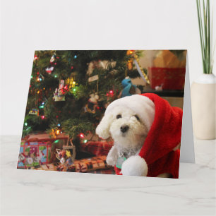 Carte Noël Caniche Mignon