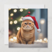 Carte Noël Exotique Shorthair (Devant)