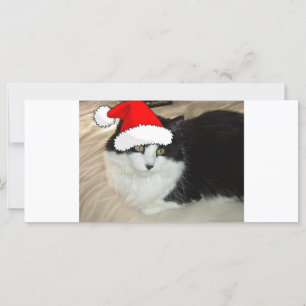 Carte Noël Long Haired Noir et Blanc Kitten