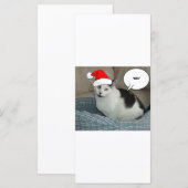 Carte Noël noir et blanc Kitten (Devant / Derrière)
