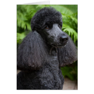 Carte Noir Blanc Poodle