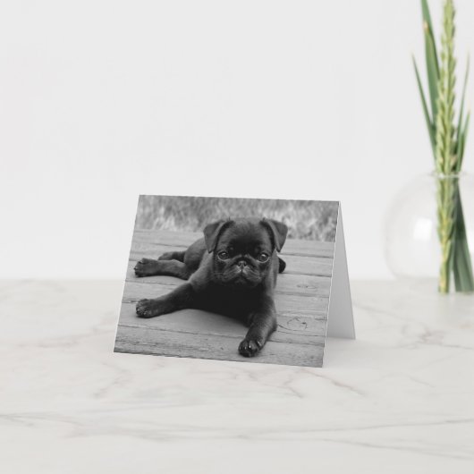 Carte Noir Carlin Chien Chien Chien Blanc Noir Not (Devant)
