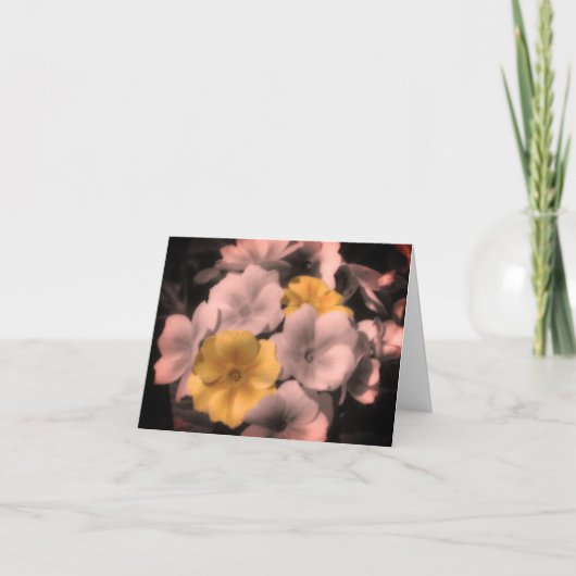 Carte Noir Et Blanc Fleur Primrose (Devant)