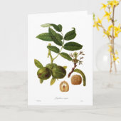 Carte Noix (juglans regia) (Fleur jaune)