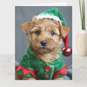 Carte Norfolk Terrier Elf Puppy Christmas Card