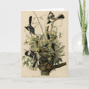Carte Northern Mocking Bird, Audubon's Birds of America
