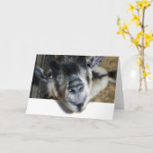 Carte Nosy Goat En Regard (Fleur jaune)