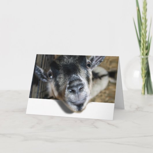 Carte Nosy Goat En Regard (Devant)