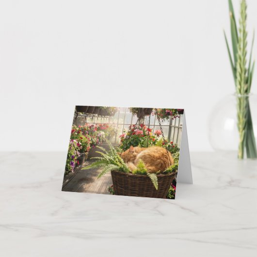 Carte Note Card Cat Napping in Hanging Fern Basket (Devant)