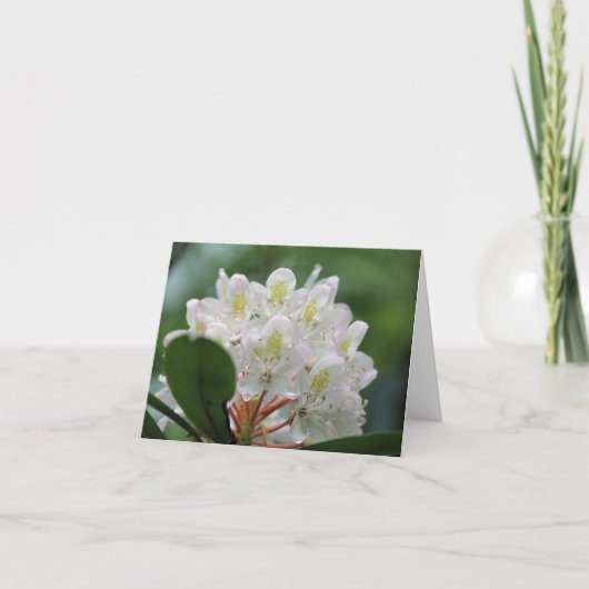 Carte Note de photographie de fleur d'azalée blanche jol (Devant)