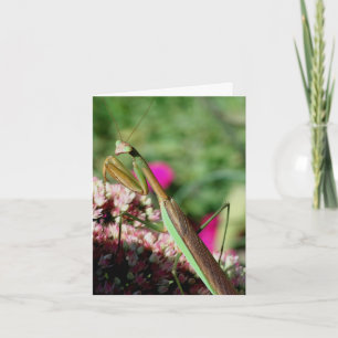 Carte Note de photographie de nature de la mante religie
