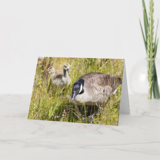 Carte Note sur les oies du Canada (Devant)