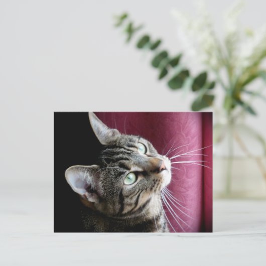 Carte Note Tabby cat (Debout devant)