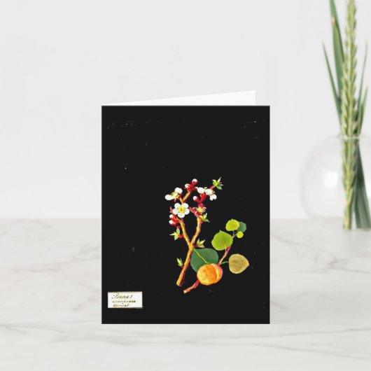 Carte Notecard-Botanical Art-Mary Delany 9 (Devant)
