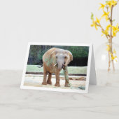 Carte Nourriture des éléphants (Fleur jaune)