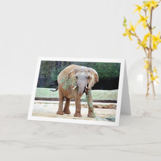 Carte Nourriture des éléphants (Fleur jaune)