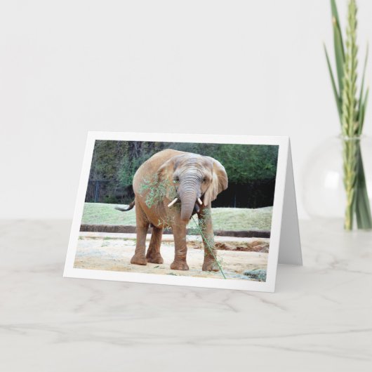 Carte Nourriture des éléphants (Devant)