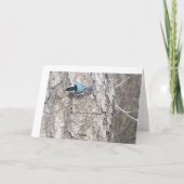 Carte Nuthatch à poitrine blanche (Dos)