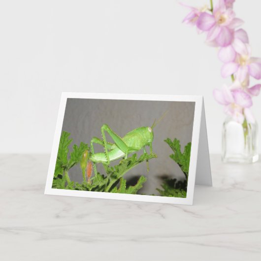 Carte Nymphe de sauterelle égyptienne sur Citronella Pla (Orchidée)