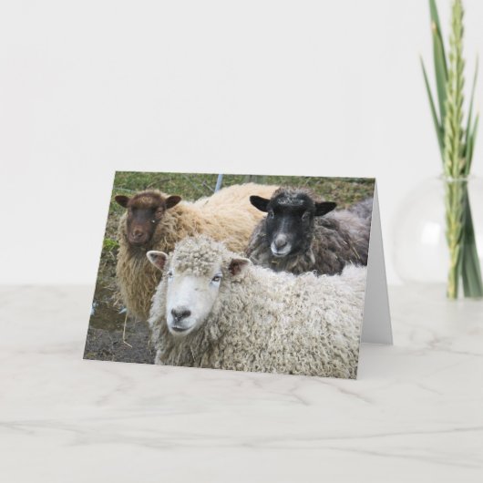 Carte O We Like Sheep (Devant)
