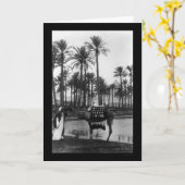 Carte Oasis View Pyramid 1902 (Fleur jaune)