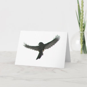 Carte Observateur d'oiseaux