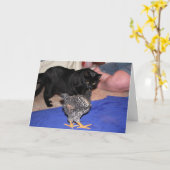 Carte Observateurs (Fleur jaune)