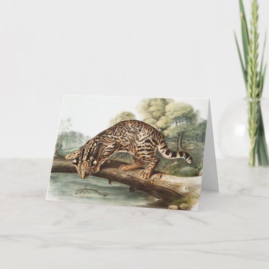 Carte Ocelot, chat léopard (Felis pardalis) Illustration (Devant)