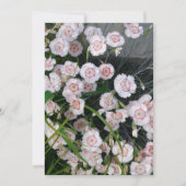 Carte Oeillets blancs et rouges (Devant)