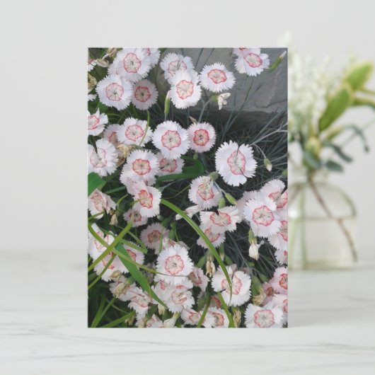 Carte Oeillets blancs et rouges (Debout devant)