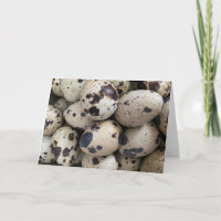 Oeuf de caille Coturnix