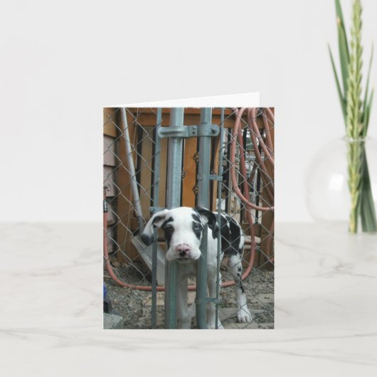 Carte "Oh espèces !" Grand Chiot Dane (Devant)