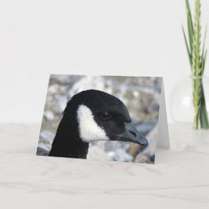 Carte Oie canadienne