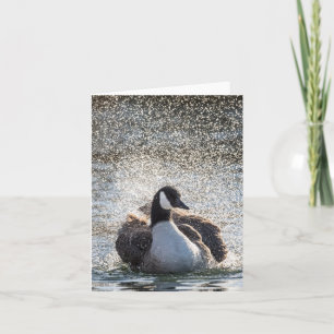 Carte Oie de baignade Nature Photo
