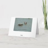 Carte Oie du bas, anniversaire (Dos)