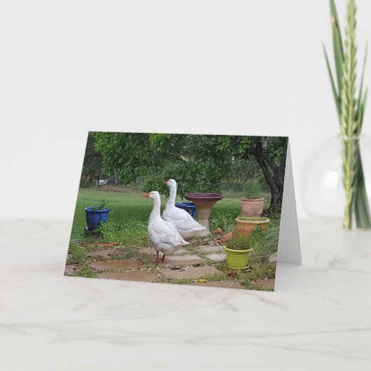 Carte Oies dans le jardin - Vide (Devant)