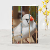 Carte Oiseau blanc Zèbre Finch en cage (Fleur jaune)